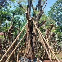 Pohon Asam Jawa - Image 2