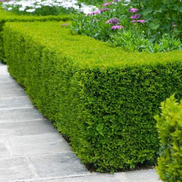 Boxwood_3