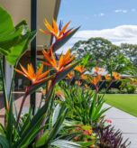 10. Pohon Bird of Paradise_4