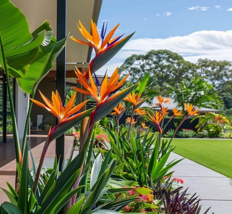 10. Pohon Bird of Paradise_4