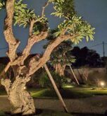 Desain landscape rumah dengan pohon Kamboja dan lampu taman estetik