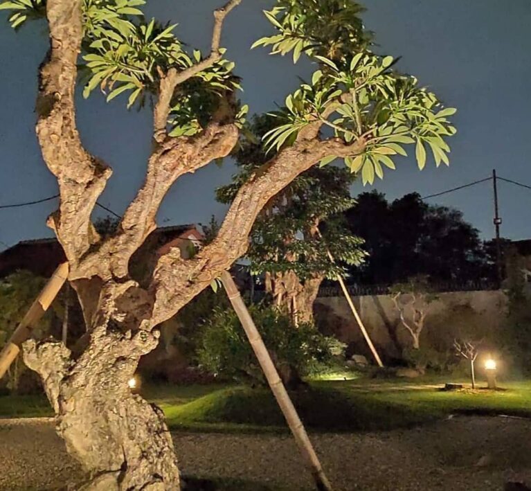 Desain landscape rumah dengan pohon Kamboja dan lampu taman estetik
