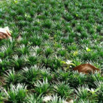 Kucai mini sebagai pengganti rumput di sela batu pijakan taman