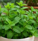 Pohon Mint