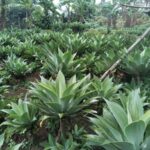 Tanaman Siklok Agave Attenuata untuk desain taman kering minimalis