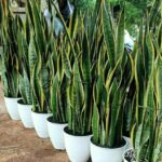 Dekorasi teras rumah dengan tanaman Lidah Mertua di planter box.